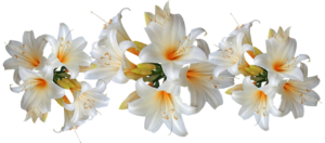 lilies, white, belladonna-4047821.jpg
